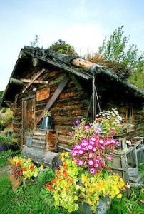 Quaint sod roofed log home with flowers in Alaska